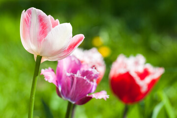 Colorful tulip flowers grow in a summer garden