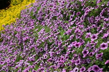 Obraz premium The Beautiful Flowers and Grass Beds of Cameron Highlands Malaysia