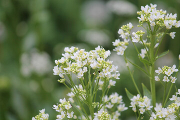White flowers of Horseradish (Armoracia rusticana, syn. Cochlearia armoracia) plant close-up in garden