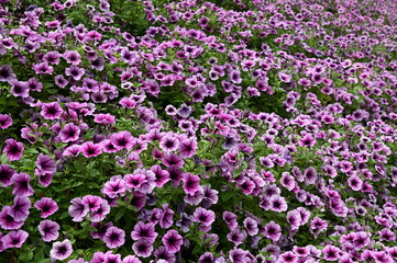 Obraz premium The Beautiful Flowers and Grass Beds of Cameron Highlands Malaysia
