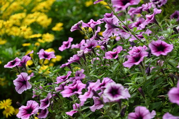 The Beautiful Flowers and Grass Beds of Cameron Highlands Malaysia