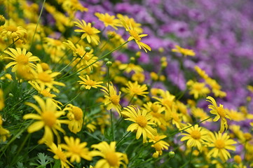 The Beautiful Flowers and Grass Beds of Cameron Highlands Malaysia