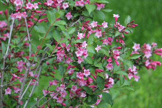 Flowering Weigela praecox plant with pink flowers and green leaves in garden