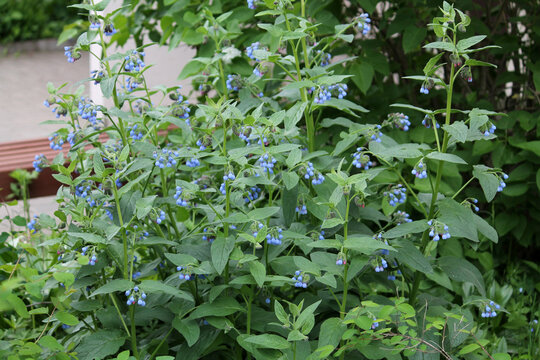Flowering blue caucasian comfrey (Symphytum caucasicum) plant in garden