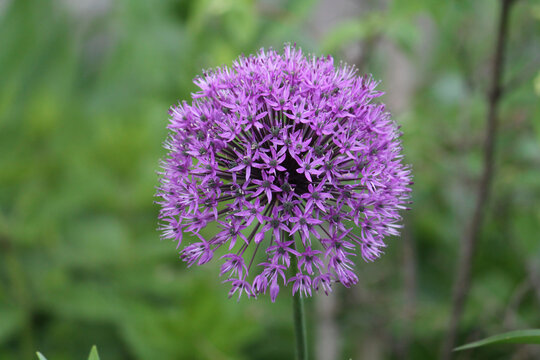 Purple flower of Ornamental Onion (Allium aflatunense) plant close-up in garden