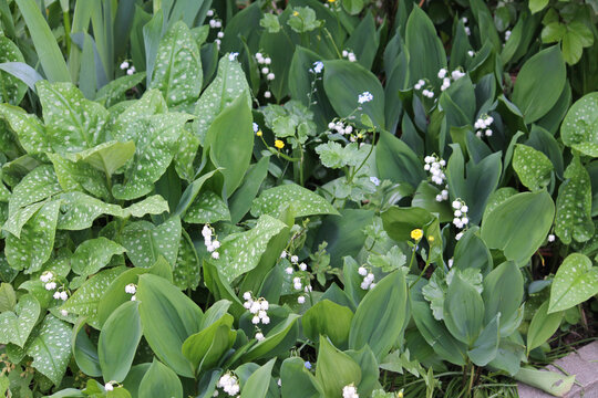 Green foliage of flowering Lily of the valley (Convallaria majalis) and Common lungwort (Pulmonaria officinalis) plants in spring garden