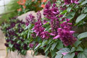 Fototapeta premium The Beautiful Flowers and Grass Beds of Cameron Highlands Malaysia