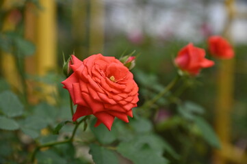 The Beautiful Flowers and Grass Beds of Cameron Highlands Malaysia