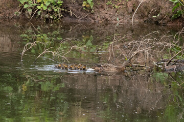 Mother and baby ducks in the pond