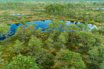 Blick über das Große Ķemeri Moor mit kleinem See im Nationalpark Ķemeri in Lettland