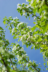 Fototapeta na wymiar The common pear (lat. Pyrus communis), of the family Rosaceae. Cultivar 'Chizhovskaya'. Central Russia.