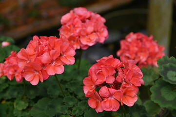 The Beautiful Flowers and Grass Beds of Cameron Highlands Malaysia