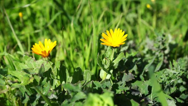 Blooming Calendula arvensis, a species of the daisy family known as"field marigold", native to central and southern Europe. Lance-shaped leaves and yellow flower. Spotted in Tuscany, Italy