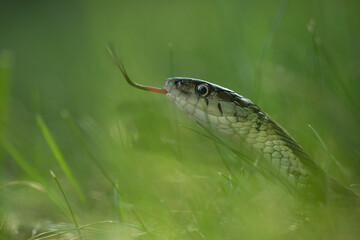 Obraz premium Garter snake with tongue sticking out
