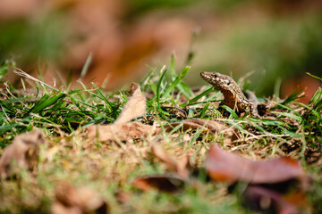 Eidechse auf der Wiese