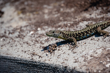 Eidechse sonnt sich auf Mauer.