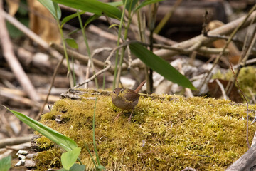 Wren collecting moss