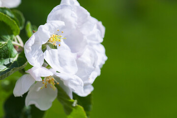 Apple tree in bloom, white flowers close up photo
