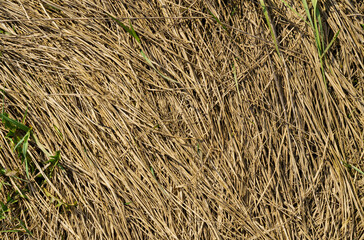Dry grass lying on the ground. View from above.