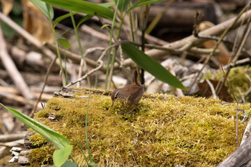 Wren collecting moss