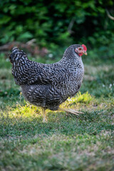 Poule