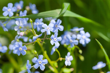Forget Me Not flowers on a sunny summer day