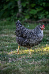 Poule