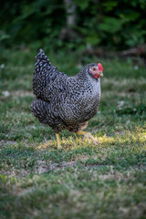 Poule