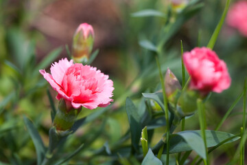 Pink flowers of Dianthus caryophyllus, macro photo
