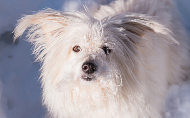 Small white dog in the snow