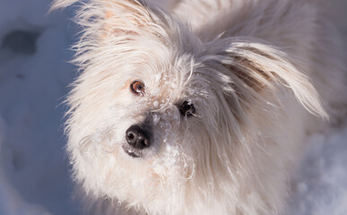 Small white dog in the snow