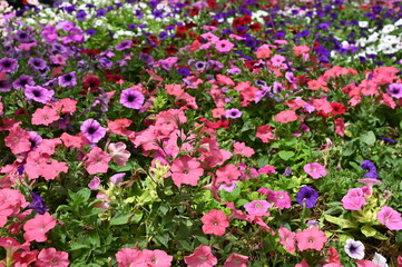 The Beautiful Flowers and Grass Beds of Cameron Highlands Malaysia