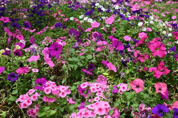 The Beautiful Flowers and Grass Beds of Cameron Highlands Malaysia