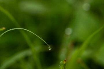 Wassertropfen am Grashalm