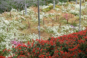 The Beautiful Flowers and Grass Beds of Cameron Highlands Malaysia