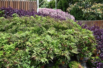 The Beautiful Flowers and Grass Beds of Cameron Highlands Malaysia