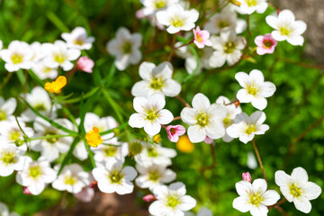 White flowers of Saxifraga hypnoides, close-up