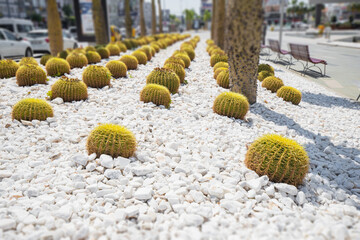 Succulent and cactus plants as decoration as landscaping and urbanism concept