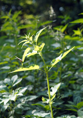 Butterfly sitting on a tall nettle. Wild nature.