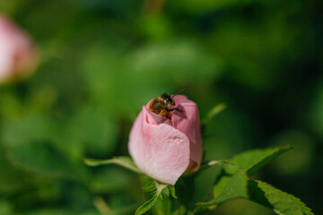 Honey bee on an unopened rose flower