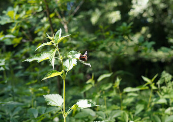 Butterfly in the wild. He sat on a nettle leaf.