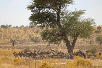Fototapeta na wymiar springbok in the Kgalagadi, South Africa