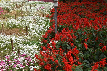 The Beautiful Flowers and Grass Beds of Cameron Highlands Malaysia