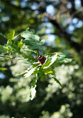 Butterfly sitting on a tree leaf. It has dark wings with a drawing at the ends.