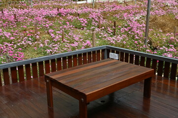 The Beautiful Flowers and Grass Beds of Cameron Highlands Malaysia