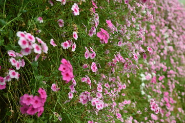 Fototapeta premium The Beautiful Flowers and Grass Beds of Cameron Highlands Malaysia