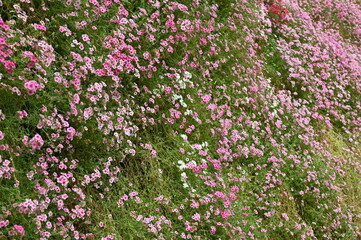 The Beautiful Flowers and Grass Beds of Cameron Highlands Malaysia