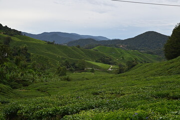 Fototapeta na wymiar Tea Plantation in Cameron Highlands, Malaysia