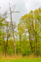 Natural panorama view with pathway green plants trees forest Germany.