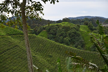 Tea Plantation in Cameron Highlands, Malaysia